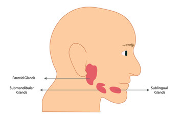 Salivary gland illustration, Parotid, submandicular and sublingual glands