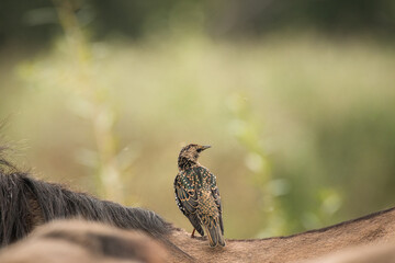 Common starling (Sturnus vulgaris) A medium-sized bird in a spotted winter coat. The bird stands on the horse's back and rests during the day.