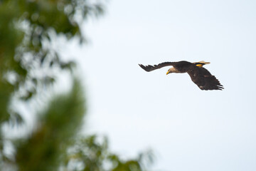 White-tailed eagle (Haliaeetus albicilla) large bird of prey with dark plumage with a sharp yellow beak in flight. The bird flies over the trees near the water reservoir.