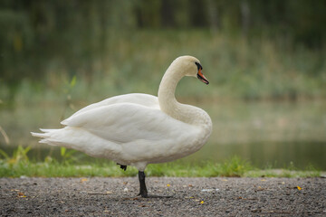 Mute swan (Cygnus olor) is a large water bird with white feathers and an orange beak with a long neck. The bird stands on one leg on the edge of the pond.