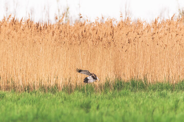 Western marsh harrier - Circus aeruginosus - a male, large bird of prey with white-brown plumage, lands on the grass at the edge of the reed.