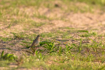 Eurasian skylark (Alauda arvensis) a small bird with brown plumage sits on the ground among green vegetation, sunny summer day.
