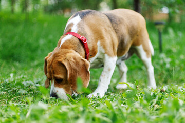 Old hunting dog sniff grass, walking beagle.