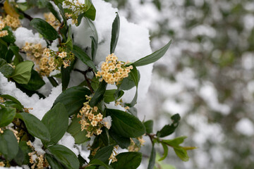 The flowers of the shrub Viburnum tinus 'Gwenllian' flowering in February at the end of winter