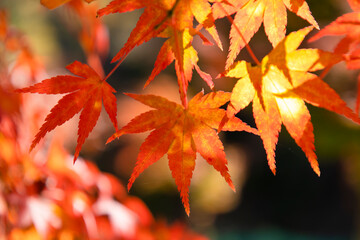 秋の陽の光に照らされる真っ赤なもみじ