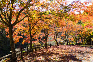 Naklejka premium 赤に染まりつつあるモミジのある道