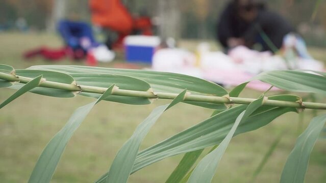 Closeup of a green tree branch with people having a picnic in the background at a park
