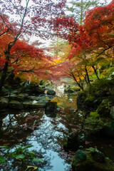 生茂る紅葉のモミジと池のある風景