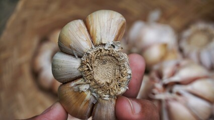 Whole garlic bulbs are held by hand in a container made of bamboo.