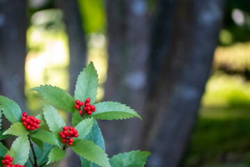 センリョウの赤い実