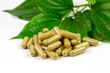 Piper sarmentosum or Wildbetal leafbush capsule with green leaf isolated on white background.