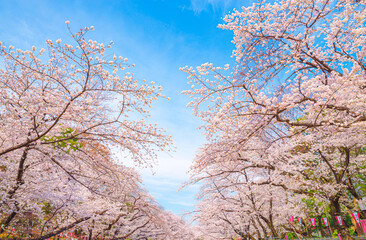 Obraz na płótnie Canvas 上野恩賜公園の満開の桜と青空・春