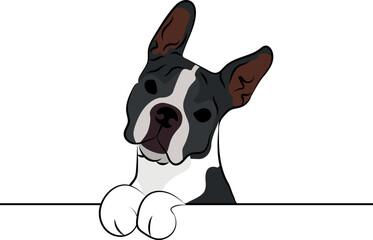 Funny Boston Terrier dog with paws over white wall, pocket vector illustration. Funny dog smiling. Cute dog head on a white background. Hand-drawn mascot.