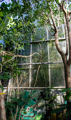 greenhouse