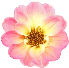 Poster Pink    dahlia. Flower on  isolated background with clipping path.  For design.  Closeup.  Transparent background. Nature. © nadezhda F