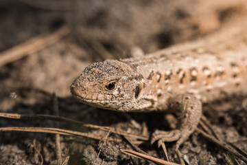 Viviparous lizard, vivipara (Zootoca vivipara) sunbathing and lying in the sand, Sand lizard (Lacerta agilis), Barycz Valley reptiles