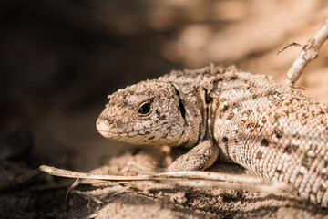 Obraz premium Viviparous lizard, vivipara (Zootoca vivipara) sunbathing and lying in the sand, Sand lizard (Lacerta agilis), Barycz Valley reptiles