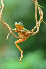 tree frog