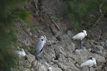 アオサギとクロツラヘラサギ (Okinawa)