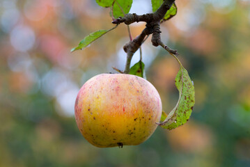 Autumn apple fruit hanging on the apple tree.