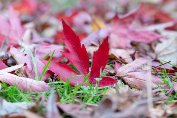 Red leaves of the maples had fallen to ground.