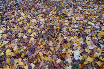 Autumn yellow trees leaves foliage at autumn