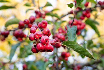 Many red ripe ornamental apples hang on the crown of a tree.
