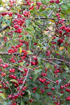 Many red ripe ornamental apples hang on the crown of a tree.