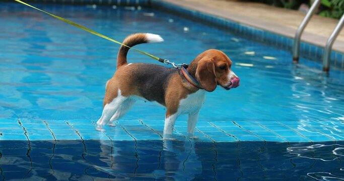 Portrait of the beautiful active dog, doggy, puppy Bigl, Beagle, standing at the edge of the water pool, looking into the camera