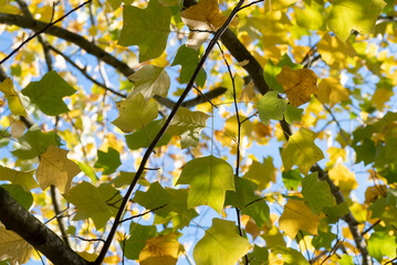 Sunlight on autumn yellow tree leaves on Liriodendron tree