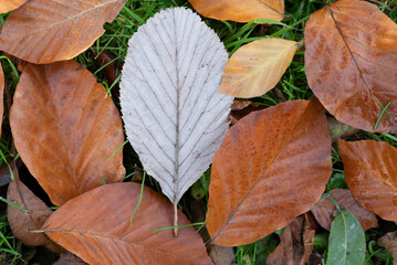 Autumn leaves on green grass, macro closeup.