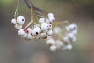The white berries of the sorbus cashmiriana tree or mountain ash.