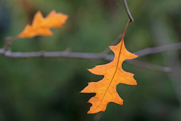 Two yellow brown oak leafs on autumn tree.