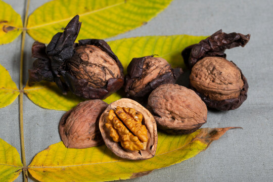 Walnuts Juglans regia with drawn shell and autumn leaf.