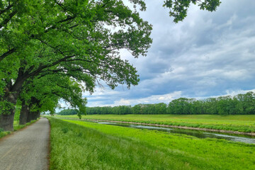 Scenic views of the green meadow and trees on a summer day.