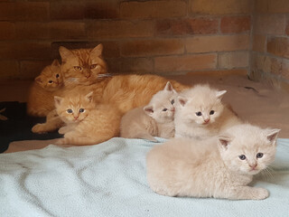 Katze mit Babys