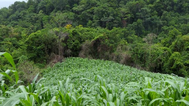 Jungle cleared for agriculture near Agua Azul waterfalls in Chiapas, Mexico. Corn field and rainforest. Environmental destruction