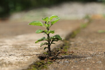 Seedling of a holy basil or tulsi plant emerging from a concrete showing concept of faith, Basil is used as a medicinal plant