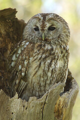 A Tawny Owl in a hollow tree trunk
