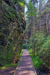 Fototapeta premium Wooden hiking trail in the forest for walking. Camping, relaxation.
