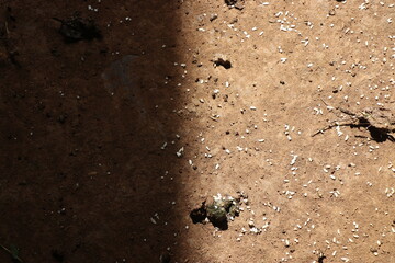 Light and dark on a single picture shown by sunlight falling on the ground