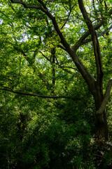 緑豊かな森に差し込む光