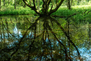森の中の池に映る木々