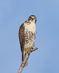 Hawk nictitating membrane