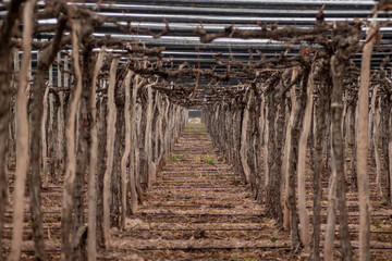 Cultivation of vineyards for wine in the leafless season
