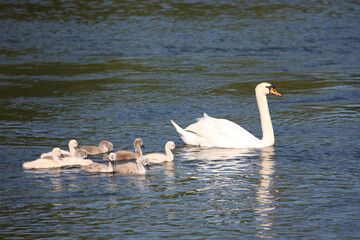 Höckerschwan / Mute swan / Cygnus olor..