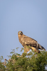 Steppe eagle or Aquila nipalensis closeup perched on tree in natural blue sky background during winter migration at jorbeer conservation reserve bikaner rajasthan india asia