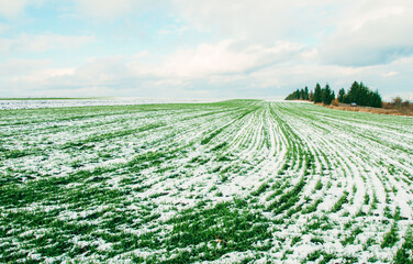 Agriculture. Snow-covered rows of wheat field. Green wheat under the snow. © Tetiana Tuzyk