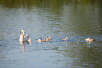 Fototapeta premium Höckerschwan / Mute swan / Cygnus olor..