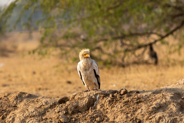 Egyptian vulture or Neophron percnopterus bird in natural green background during winter migration at desert national park jaisalmer rajasthan India asia